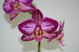 Phalaenopsis Miss Cuba